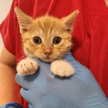 Butters -  Domestic Short Hair Cat for Adoption in Middletown, New York - Butters | PetCurious