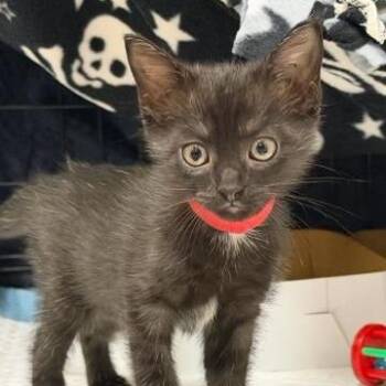 Jiji -  Domestic Short Hair Cat for Adoption in West Palm Beach, Florida - Jiji | PetCurious