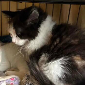 Meow -  Domestic Long Hair Cat for Adoption in Washington, District Of Columbia - Meow | PetCurious