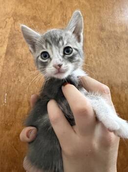 Rescue Domestic Short Hair Cats for Adoption in Fort Worth, Texas - Cypress (pre-adopt) | PetCurious
