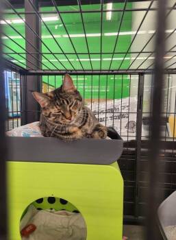 Rescue Domestic Short Hair Cats for Adoption in Cleveland, Ohio - Venus | PetCurious