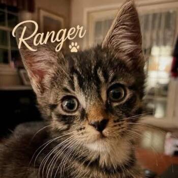 Ranger - needs a friend -  Domestic Short Hair Cat for Adoption in Manchester, New Hampshire - Ranger - Needs A Friend | PetCurious