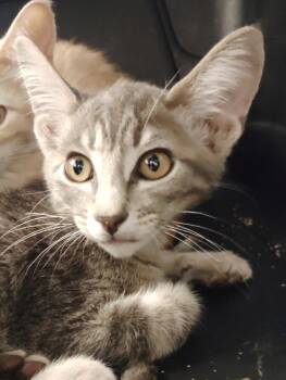 Dumpling -  Domestic Short Hair Cat for Adoption in Republic, Missouri - Dumpling | PetCurious
