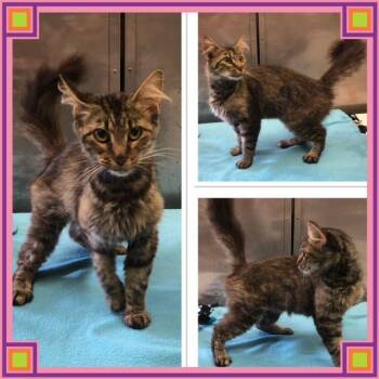 CHARMIN -  Domestic Medium Hair Cat for Adoption in Buckhannon, West Virginia - CHARMIN | PetCurious
