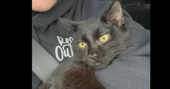 Domestic Medium Hair Cats Available for Adoption - Billy | PetCurious