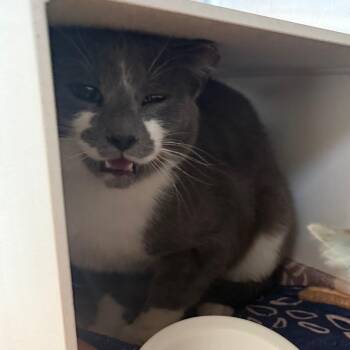 George -  Domestic Short Hair Cat for Adoption in Cedaredge, Colorado - George | PetCurious