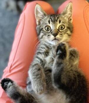 Domestic Short Hair Cats Available for Adoption - Comet Q | PetCurious