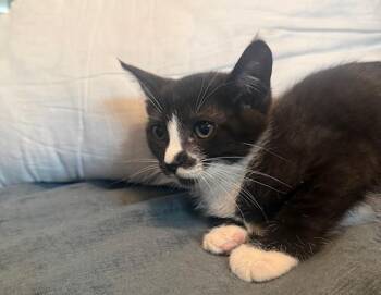 Domestic Short Hair Cats Available for Adoption in Houston, Texas - Skye | PetCurious