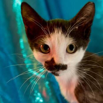 Apple Jacks -  Domestic Short Hair Cat for Adoption in Yucca Valley, California - Apple Jacks | PetCurious