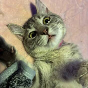 Mei Rydalch -  Domestic Short Hair Cat for Adoption in Eagle Mountain, Utah - Mei Rydalch | PetCurious