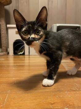 Rescue Domestic Short Hair Cats for Adoption in Honolulu, Hawaii - Sparrow | PetCurious