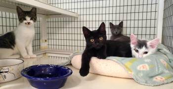 The Candy Litter -  Domestic Short Hair Cat for Adoption in Kirkland, Washington - The Candy Litter | PetCurious