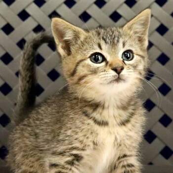 Domestic Short Hair Cats Available for Adoption - Romeo | PetCurious