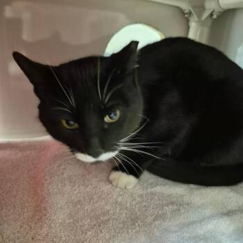 Tux -  Domestic Short Hair Cat for Adoption in Drumheller, Alberta - Tux | PetCurious