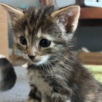 Wicket -  Domestic Medium Hair Cat for Adoption in Kanab, Utah - Wicket | PetCurious