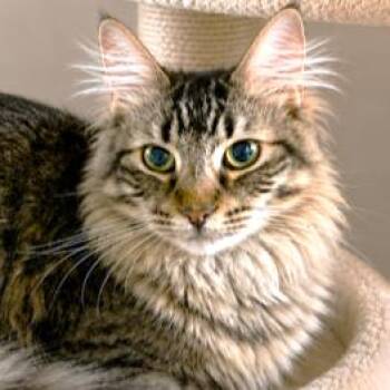HANDSOMEST HARLAND - MAINE COON BOY -  Maine Coon Cat for Adoption in Oakwood, Georgia - HANDSOMEST HARLAND - MAINE COON BOY | PetCurious
