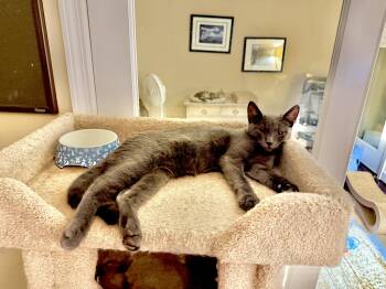 Dillon -  Russian Blue Cat for Adoption in Gilroy, California - Dillon | PetCurious