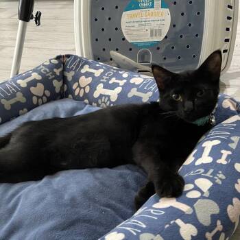 Ceres -  Domestic Short Hair Cat for Adoption in Houston, Texas - Ceres | PetCurious