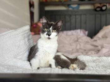 Princess Peach -  Domestic Medium Hair Cat for Adoption in Houston, Texas - Princess Peach | PetCurious