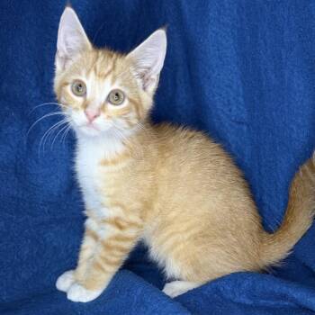 Whipped Cream -  Maine Coon and Norwegian Forest Cat Cat for Adoption in Mount Vernon, Illinois - Whipped Cream | PetCurious