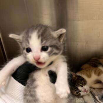 Birch Tree -  Domestic Short Hair Cat for Adoption in Winston-salem, North Carolina - Birch Tree | PetCurious