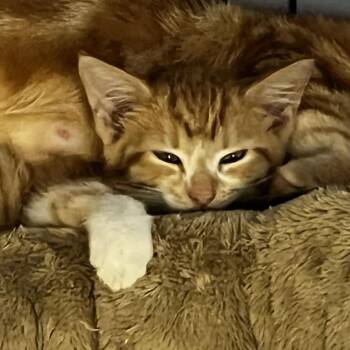 Anna -  Domestic Short Hair Cat for Adoption in Lynchburg, Virginia - Anna | PetCurious