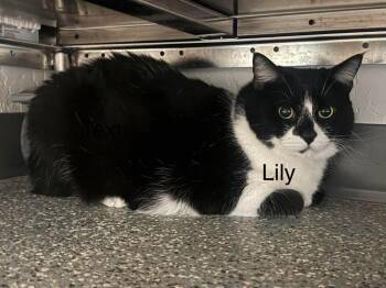 Lily -  Domestic Short Hair Cat for Adoption in St. George, Utah - Lily | PetCurious