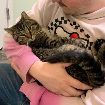 Gus -  Tabby Cat for Adoption - Gus | PetCurious