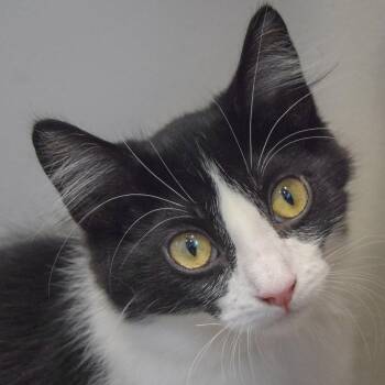Oreo -  Tuxedo and Domestic Short Hair Cat for Adoption in Huntley, Illinois - Oreo | PetCurious