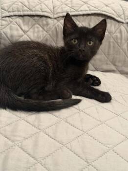 Rico 2 -  Domestic Short Hair Cat for Adoption in Tucson, Arizona - Rico 2 | PetCurious