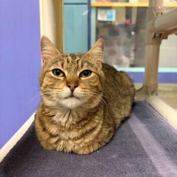 Domestic Short Hair Cats Available for Adoption in Richmond, Virginia - Red Envelope | PetCurious