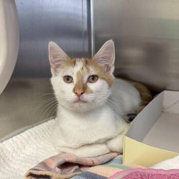 Endorphin -  Domestic Short Hair Cat for Adoption in Richmond, Virginia - Endorphin | PetCurious