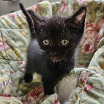 Rescue Domestic Short Hair Cats for Adoption in Kingman, Kansas - Trix | PetCurious