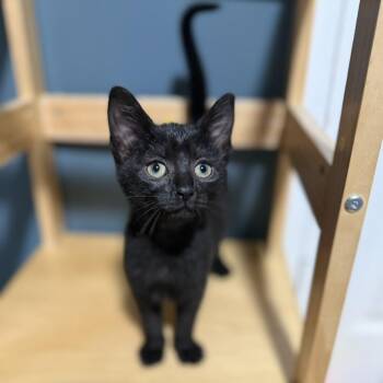 Domestic Short Hair Cats Available for Adoption in Bentonville, Arkansas - Ranger | PetCurious
