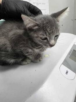Flynn -  Domestic Medium Hair and Domestic Short Hair Cat for Adoption in Sevierville, Tennessee - Flynn | PetCurious
