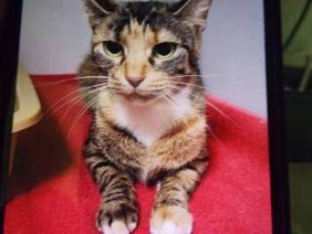 Rescue Domestic Short Hair Cats for Adoption in Princeton, West Virginia - Spice | PetCurious