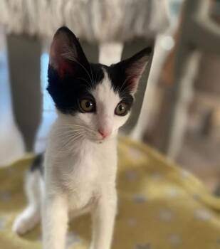 Rescue Domestic Short Hair Cats for Adoption in Sonora, California - Jersey | PetCurious