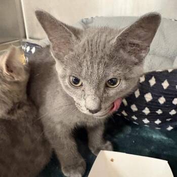 Des -  Domestic Short Hair Cat for Adoption in Beaumont, Texas - Des | PetCurious