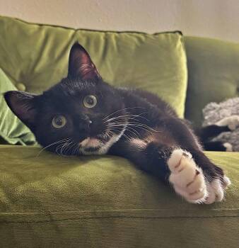 Tuxedo and Domestic Short Hair Cats Available for Adoption - ARTHUR #1795 - Offered By Owner- Teen | PetCurious