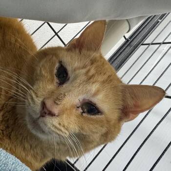 Domestic Short Hair Cats Available for Adoption - Pumpkin | PetCurious
