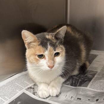 Felicia -  Domestic Short Hair Cat Available for Adoption in Corpus Christi, Texas - Felicia | PetCurious