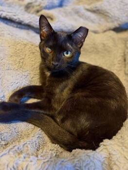 Brave -  American Shorthair Cat for Adoption in Massillon, Ohio - Brave | PetCurious