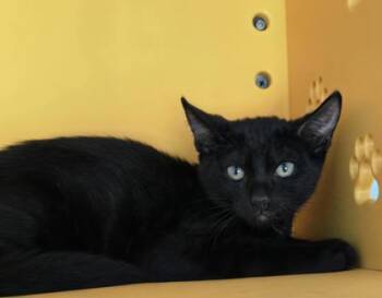 Jerry -  Domestic Short Hair Cat for Adoption in Honolulu, Hawaii - Jerry | PetCurious