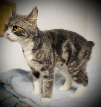 Cara -  Manx Cat Available for Adoption in Jackson, Georgia - Cara | PetCurious