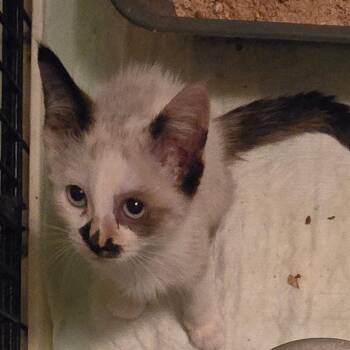 Banks -  Domestic Short Hair Cat for Adoption in Grantsville, Utah - Banks | PetCurious