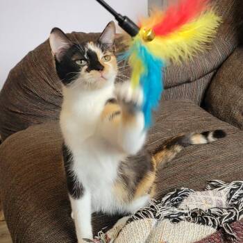 Domestic Short Hair Cats Available for Adoption in Shorewood, Illinois - Carnelian | PetCurious