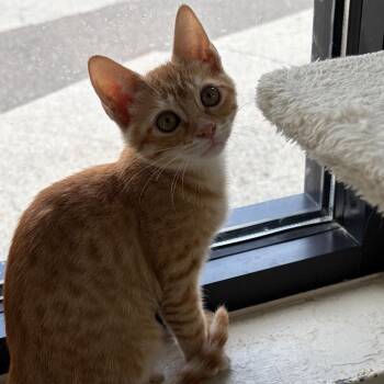 McNugget -  Domestic Short Hair Cat for Adoption in Gainesville, Florida - McNugget | PetCurious