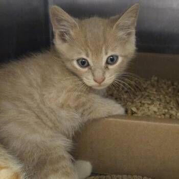 Nicholas -  Domestic Short Hair Cat for Adoption in Nashville, Tennessee - Nicholas | PetCurious