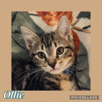 Ollie -  Domestic Short Hair Cat for Adoption in Orangevale, California - Ollie | PetCurious