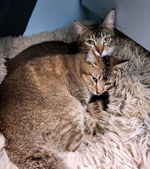 Rescue Abyssinian Cats for Adoption in Redlands, California - Rapunzel & Goldilocks | PetCurious